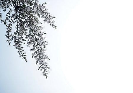A close-up view of delicate lavender flowers hanging down against a bright, airy white background with a subtle blue hue.の素材