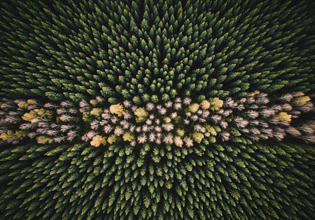 An overhead drone shot captures a vibrant forest canopy, showcasing a clear division between dark green pines and a bright, colorful autumn foliage band.の素材