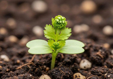 A delicate green seedling emerges from dark soil, its first leaves unfurling, symbolizing new life and the start of growth.の素材