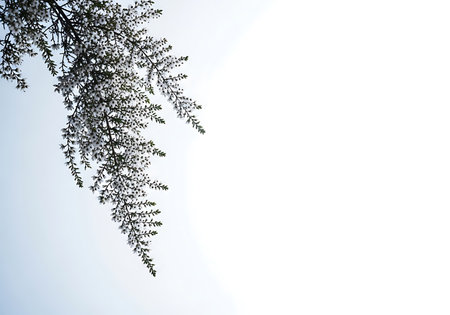A close-up, vertical shot of a fern frond heavily coated in frost, set against a bright, minimalist white backdrop.の素材
