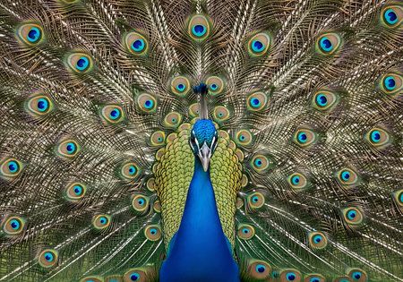 A vibrant peacock proudly displays its elaborate train of iridescent feathers, showing intricate eye patterns and a spectrum of dazzling colors.の素材