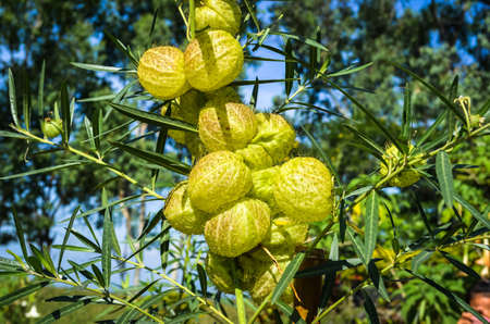 balloon cotton-busht in the gardenの写真素材