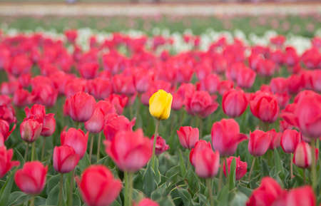 Lonely yellow tulip among red tulips , mother's day beautiful background .