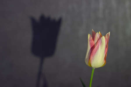 A single tulip on a gray background with a shadow of a leaf.の写真素材