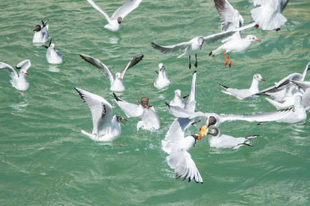 group of seagulls above the water , as if the seagulls are fighting for bread or dividing