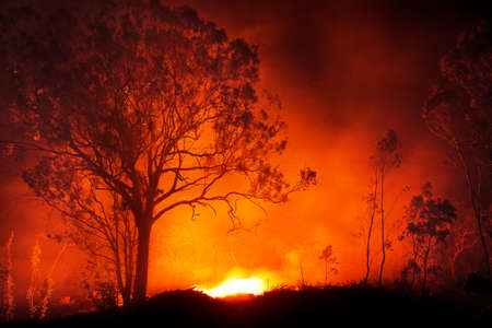 bush fireの写真素材