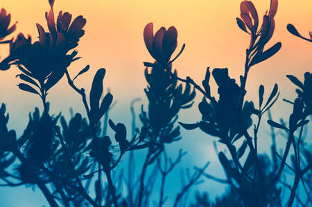 seaside bushの写真素材