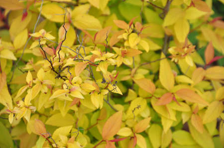 Leafsの写真素材