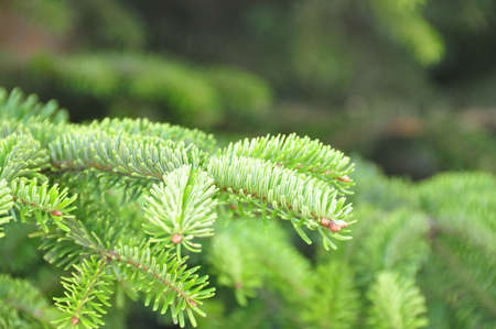 Green Treeの写真素材