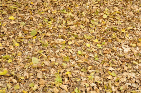 Leafs on the Groundの写真素材