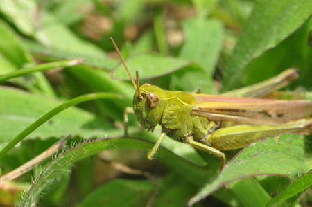 Grasshopperの写真素材