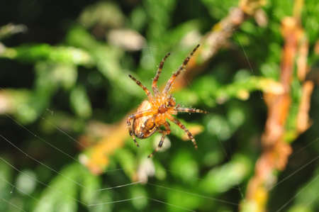Spider in Web の写真素材