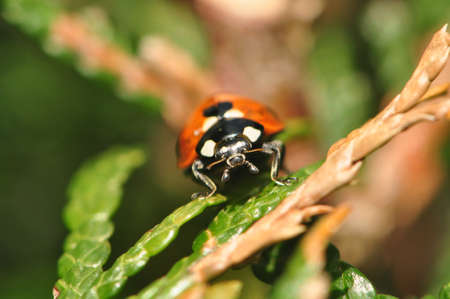 Ladybug の写真素材