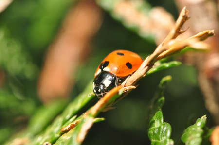 Ladybug の写真素材