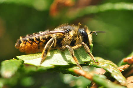 Bee