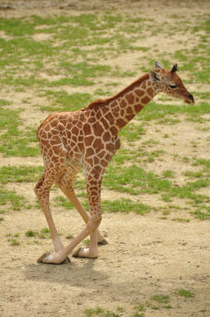 Giraffe の写真素材