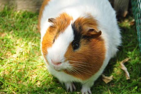 Guinea Pigの写真素材