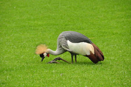 Bird on Knees Eatingの写真素材
