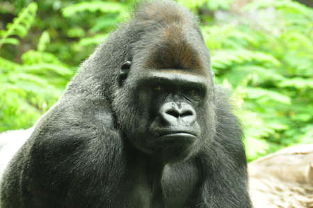 Gorillaの写真素材