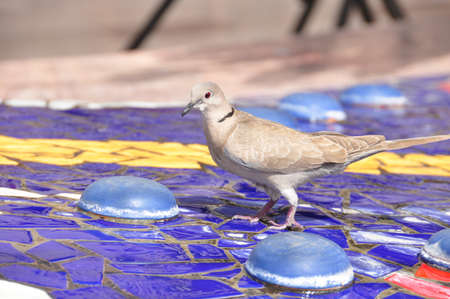 Bird の写真素材