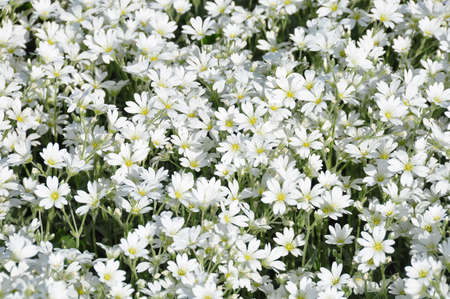 Flowers の写真素材