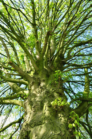 Tree の写真素材