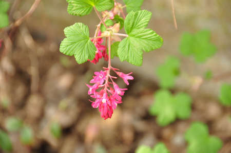 Flower の写真素材