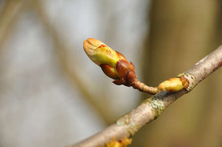 Blossom の写真素材