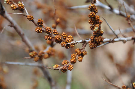 Bushの写真素材