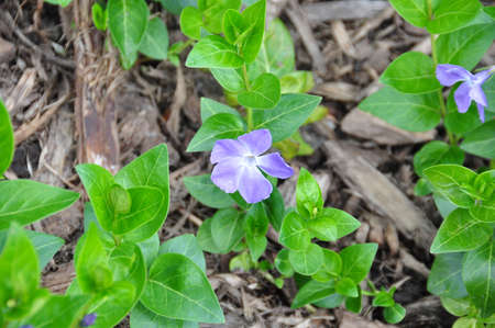 Flowerの写真素材