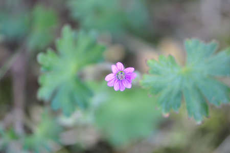 Flower の写真素材