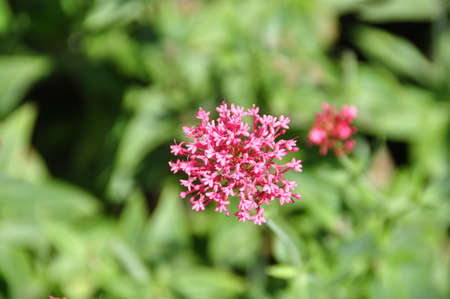 Flower の写真素材