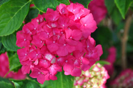 Flowers の写真素材