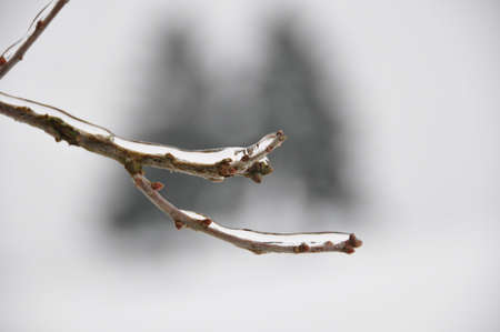 Branch Ice の写真素材