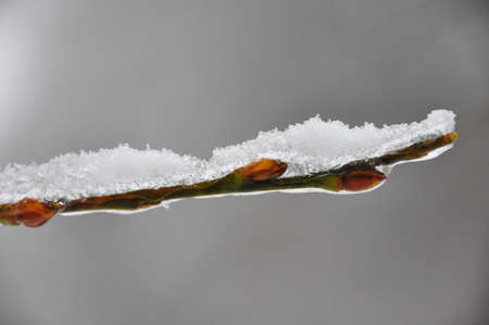 Branch Snow 2の写真素材