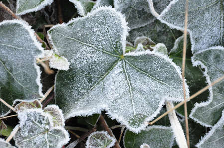 Leafs Frostの写真素材