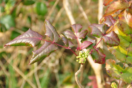 Plant の写真素材