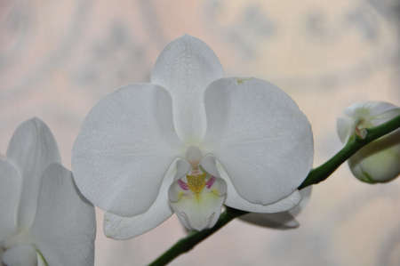 Flower の写真素材
