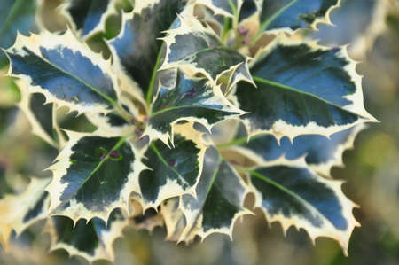 Plant の写真素材
