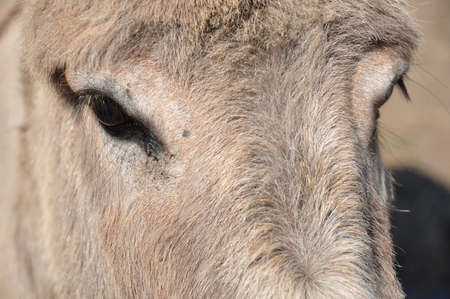 Donkeyの写真素材