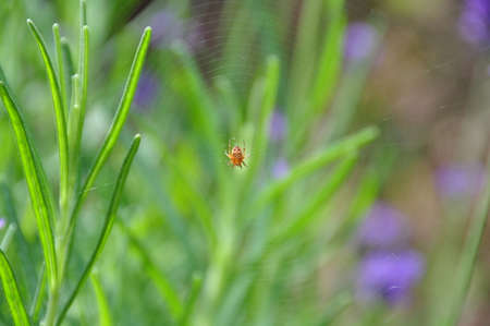 Purple flower & insectの写真素材