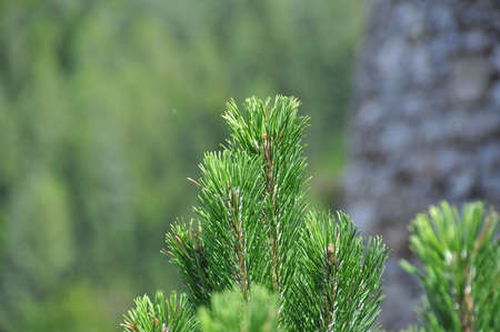 Tree Topの写真素材