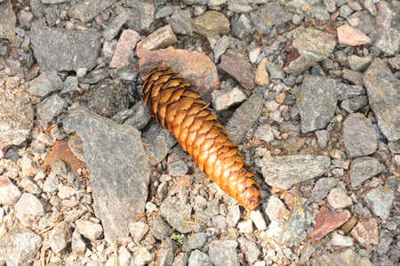 Pine Coneの写真素材