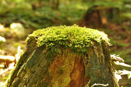 Moss on Treeの写真素材