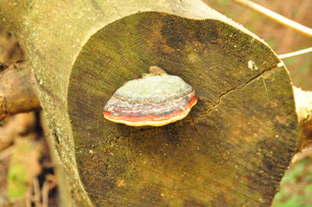 Mushroom on Branchの写真素材