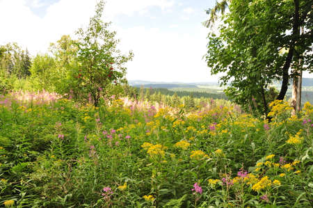 Wild flowers 2の写真素材