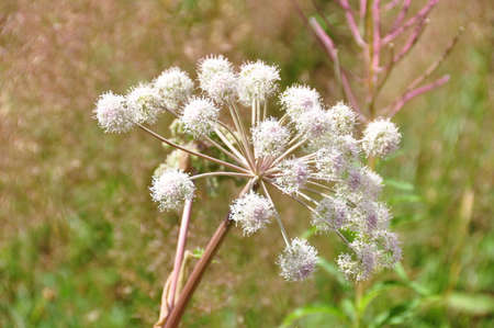 White flowerの写真素材