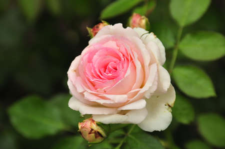 Pink Roseの写真素材
