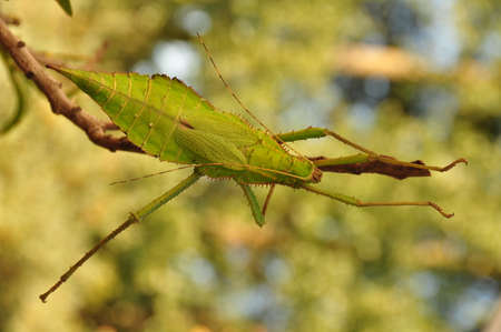 Grasshopperの写真素材