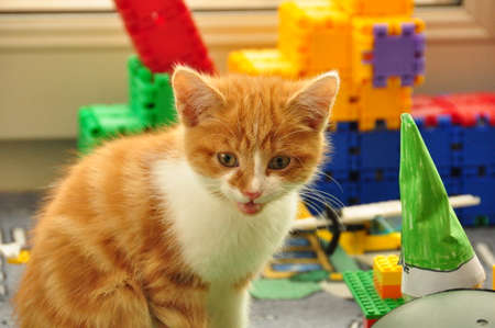 Cat 2の写真素材